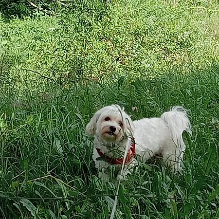 Sweet Alpstuga Antey-Saint-André