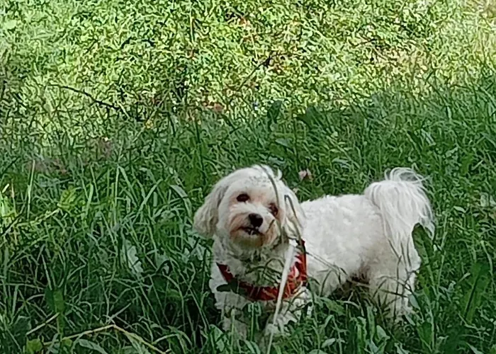 Sweet Chalet Antey-Saint-Andre